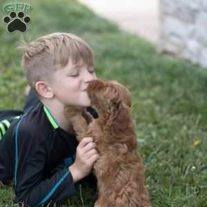 Louie, Mini Goldendoodle Puppy